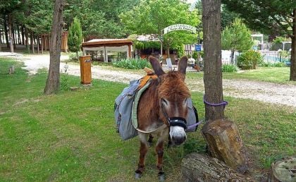 Fermes pour enfants