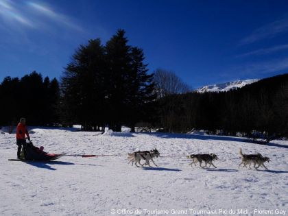 Activités chiens de traineau dans la neige !